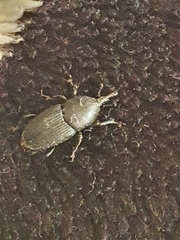Scyphophorus acupunctatus