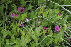 Ipomoea oblongata