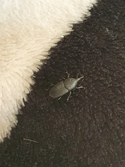 Scyphophorus acupunctatus