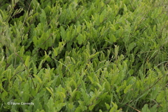 Ipomoea oblongata
