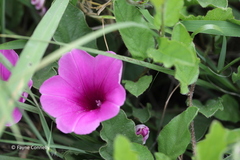 Ipomoea oblongata