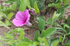 Ipomoea oblongata