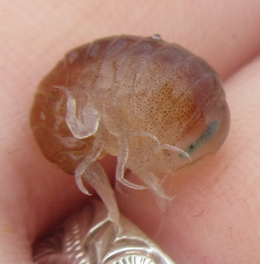 big-eye amphipod