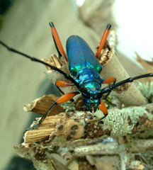 Plinthocoelium suaveolens