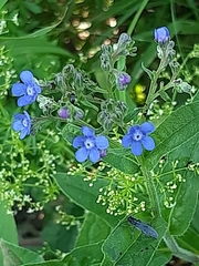 Cynoglottis barrelieri