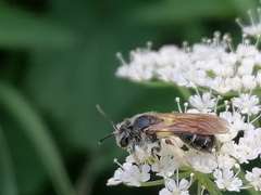 Notandrena