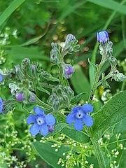 Cynoglottis barrelieri