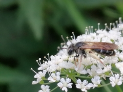 Notandrena