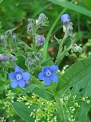 Cynoglottis barrelieri
