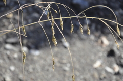 Piptatherum holciforme