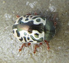 Calligrapha ignota