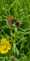 Coenonympha pamphilus