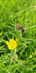 Coenonympha pamphilus