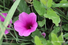 Ipomoea oblongata