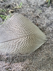 Alopochen aegyptiaca