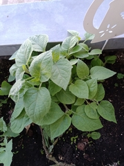 Physalis peruviana