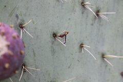 Diacrita costalis