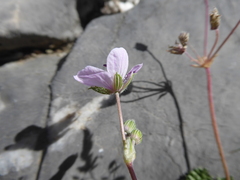 Erodium foetidum