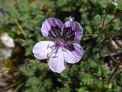 Erodium foetidum