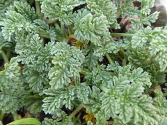 Erodium foetidum