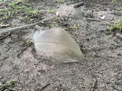 Alopochen aegyptiaca