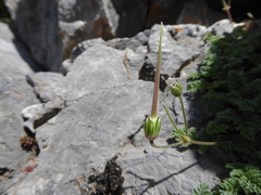 Erodium foetidum