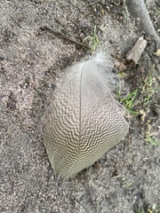 Alopochen aegyptiaca