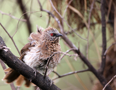 Turdoides hartlaubii