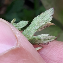 Peronospora ranunculi