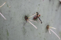 Diacrita costalis