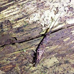 Nesomachilis