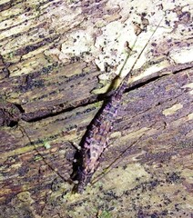 Nesomachilis