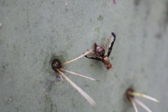 Diacrita costalis