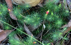 Stenanthera pinifolia