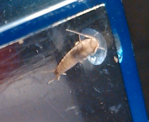 švehlovité (Lepismatidae)