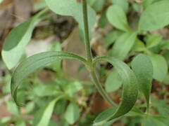 Silene nutans nutans