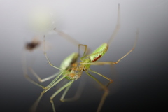 Tetragnatha squamata