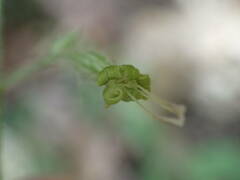 Silene nutans nutans