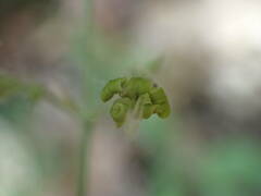 Silene nutans nutans