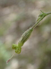 Silene nutans nutans