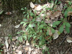 Silene nutans nutans