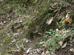 Silene nutans nutans