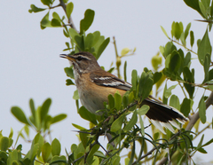 Cercotrichas leucophrys ovamboensis