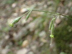 Silene nutans nutans
