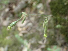 Silene nutans nutans
