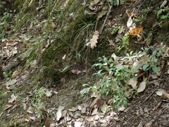 Silene nutans nutans