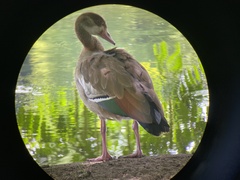 Alopochen aegyptiaca