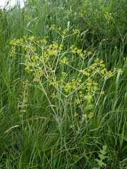 Ferula tatarica