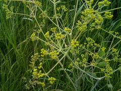 Ferula tatarica