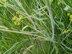 Ferula tatarica